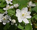 Rue Anemone Thalictrum thalictroides Flower 2479px