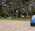 Rural parking lot at Kovik, Gotland
