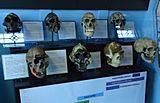 Rutgers University Geology museum hominid heads