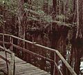SC Francis Beidler Forest