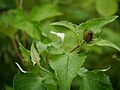 Saussurea ¿ costus ? (7839595576)