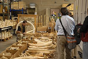 Seized ivory slated for destruction in the crush. (10843354356)