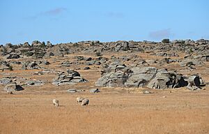 Sheep grazing in dry landscape with schist rocks