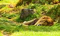 Sleeping Lion - Melbourne Zoo