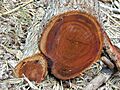 Starr 030405-0092 Acacia koa