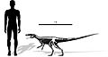 Staurikosaurus size