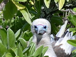 Taongi Red Footed Booby
