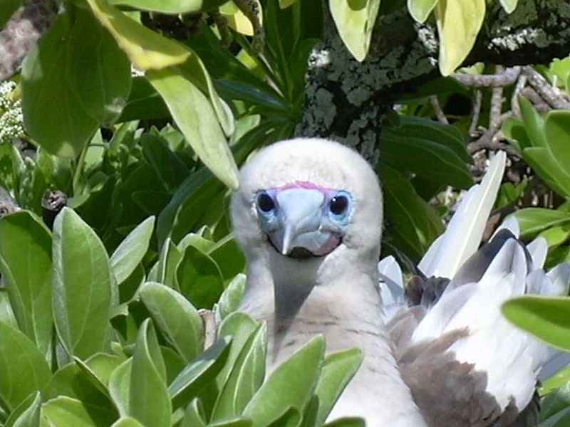 Taongi Red Footed Booby