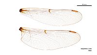 Telephlebia undia male wings (34675514780)