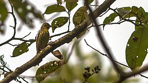 Tibetan Siskin Khangchendzonga Biosphere Reserve West Sikkim India 21.02.2016