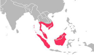 Tragulus napu Distribution.png