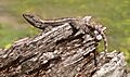 Tree Dragon444