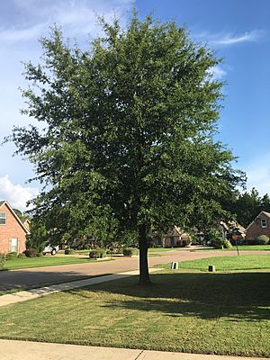 Tree in Mississippi.jpg
