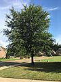 Tree in Mississippi