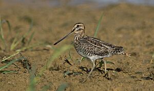 Wilson's snipe (30382832692).jpg