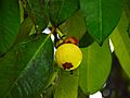 Young Mangosteen Fruit