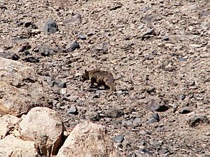 A brown bear in Mount Damavand