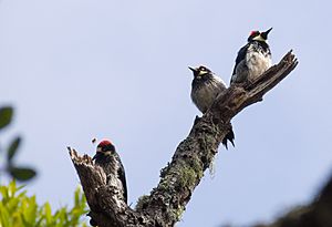 Acorn woodpeckers on Angel Island (40109)