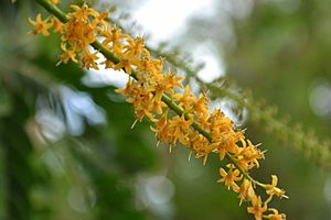 Adenanthera pavonina - flowers