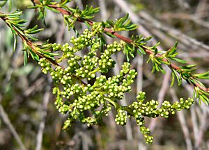 Adenostoma fasciculatum 1.jpg