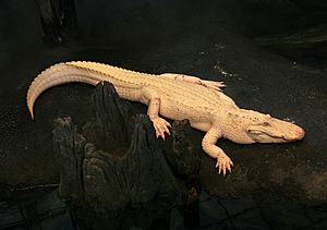 Albino Alligator 2008