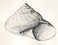 Archiminolia oleacea 001