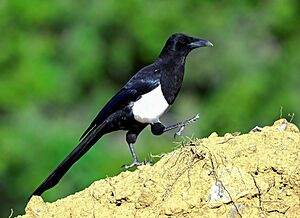 Asir Magpie, Asir Mountains, Saudi Arabia (2025).jpg