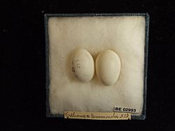 Australian Logrunner Eggs