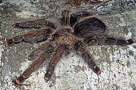 Avicularia juruensis female morphotype 1 ZK122