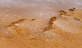 Bacteria mats near Grand Prismatic Spring in Yellowstone-750px