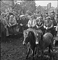Bampton Fair- Pony, Sheep and Cattle Sales in the Village of Bampton, Devon, England, UK, October 1943 D16896