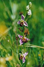 Bee orchids at Netcotts Meadow