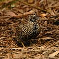 Black-breasted Button-quail male inskip