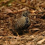 Black-breasted Button-quail male inskip