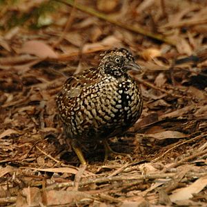 Black-breasted Button-quail male inskip