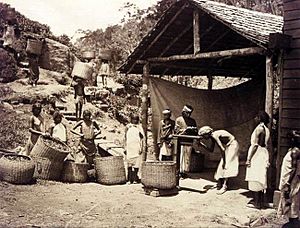 Bringing in the tea leaf, Darjeeling, 1890