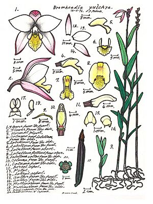 Bromheadia pulchra