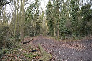Browns Wood 3