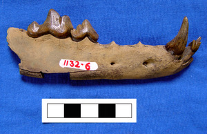 Canis variabilis mandible