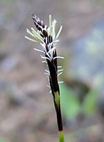 Carex concinnoides 1.jpg