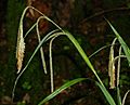 Carex pendula inflorescens (23)
