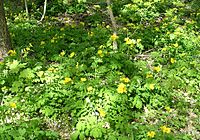 Celandine Poppy (Stylophorum diphyllum) - Flickr - Jay Sturner (1)