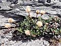 Celmisia brevifolia 30694373