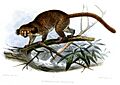 ChirogaleusTrichotisWolf