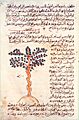 Cinnamomum tree in a 10th century Arabic manuscript
