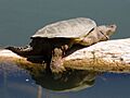 Common Snapping Turtle (Chelydra serpentina)