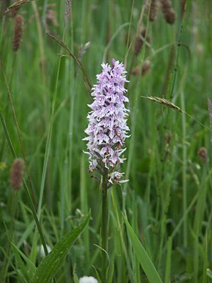 Common orchid