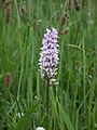Common orchid