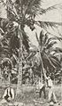 Cutten family harvesting coconuts, Bingil Bay, 1917