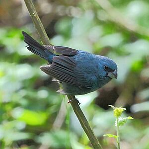 Cyanoloxia glaucocaerulea - Glaucous-blue Grosbeak.jpg